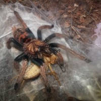 Post molt meal, C. Cyan