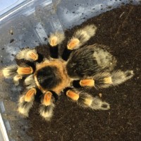 MF B. smithi