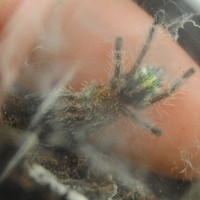 avicularia diversipes