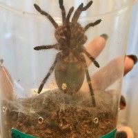 G pulchripes - Is it too soon to tell?