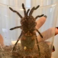 G pulchripes - Is it too soon to tell? (no. 2)