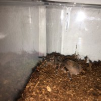 G pulchripes