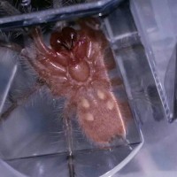 Pamphobeteus sp. Machalla