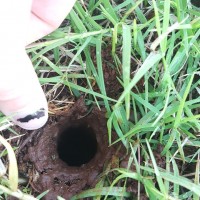 What do you think made this burrow?