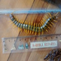 Scolopendra Cingulata