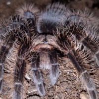 B. albopilosum (1 of 2)