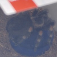 B.Smithi balancing on her water bowl