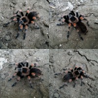 Brachypelma smithi