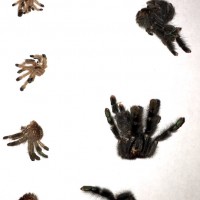 Avicularia molts