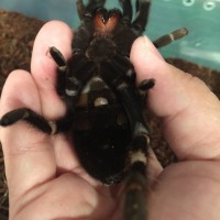 Brachypelma Auratum AF?