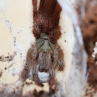 Tapinauchenius gigas with eggsac