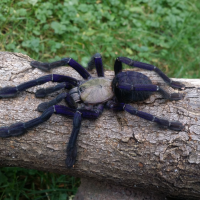 Lampropelma violaceopes