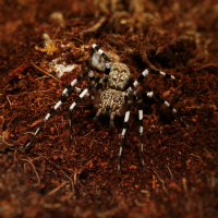 Viridasius sp. Madagascar