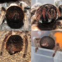 Spinneret closeups