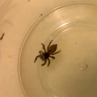 help id jumping spider