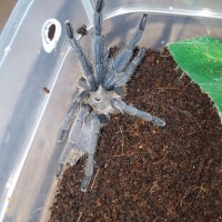 Chilobrachys sp?