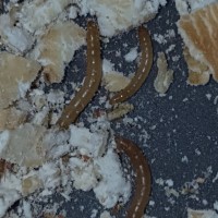My first bby mealworms
