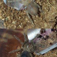 B. emilia premolt