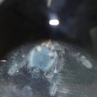 Avicularia versicolor