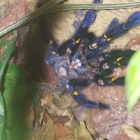 Poecilotheria metallica