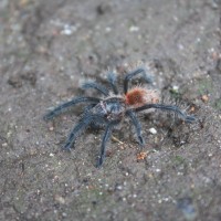 Grammostola acteon