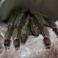 P. cam molted