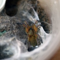 H.pulchripes #3