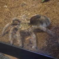 Chilean Rose Tarantula?