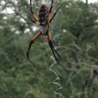 Argiope aurantia