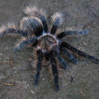 Brachypelma albopilosum (Hobby)