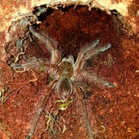 T.blondi Male