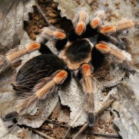 Brachypelma baumgarteni