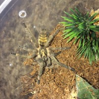 N. incei post molt