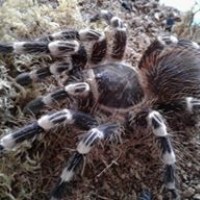 Geniculata