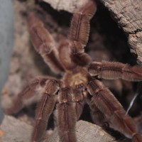 Psalmopoeus ecclesiasticus