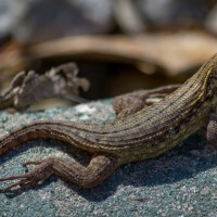 Wild Curly Tailed Lizard