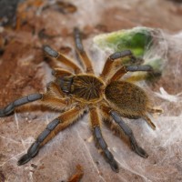 Harpactira Pulchripes  Golden blue leg baboon  #76