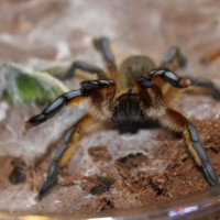 Harpactira Pulchripes  Golden blue leg baboon #76