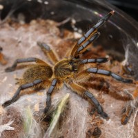 Harpactira Pulchripes  Golden blue leg baboon  #76