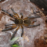 Harpactira Pulchripes  Golden blue leg baboon  #76