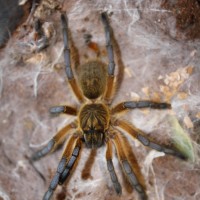 Harpactira Pulchripes  Golden blue leg baboon  #76