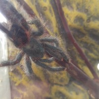 A. Avicularia sub-adult on a stick