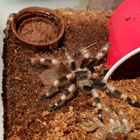 Freshly molted nhandu coloratovillosus