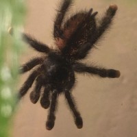 Avicularia sp.