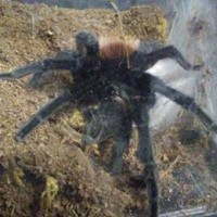 My first tarantula