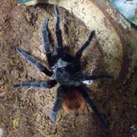 My first tarantula