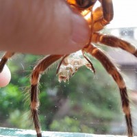 A.geniculata juvenile sexing