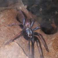 T. pscydelicus