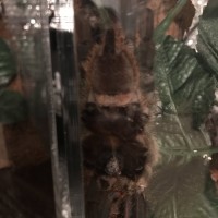 Poecilotheria regalis