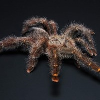 Avicularia juruensis